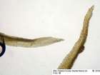 Cynodontium fallax Limpr.