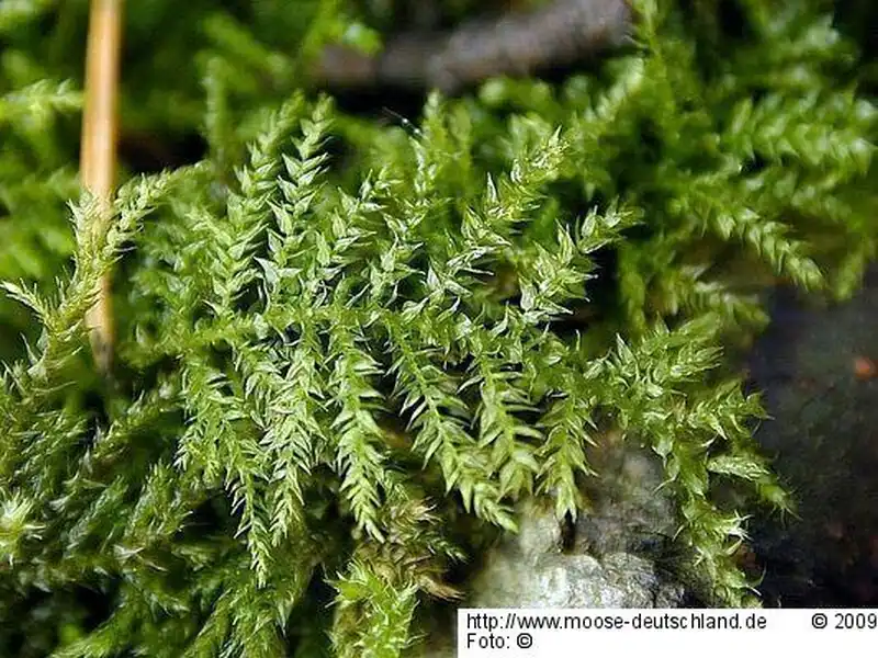 Fotografie Eurhynchium praelongum (Hedw.) Schimp.
