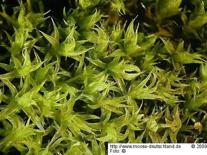 Fotografie Grimmia meridionalis (Müll.Hal.) E.Maier