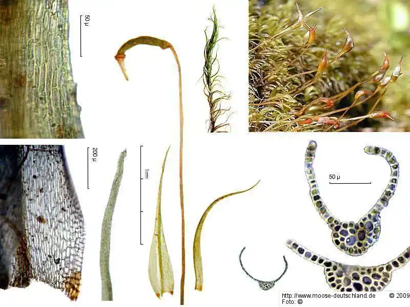 Bildtafel: Blatt, Sporophyt, Habitus, Blattquerschnitt | Foto von Michael Lüth