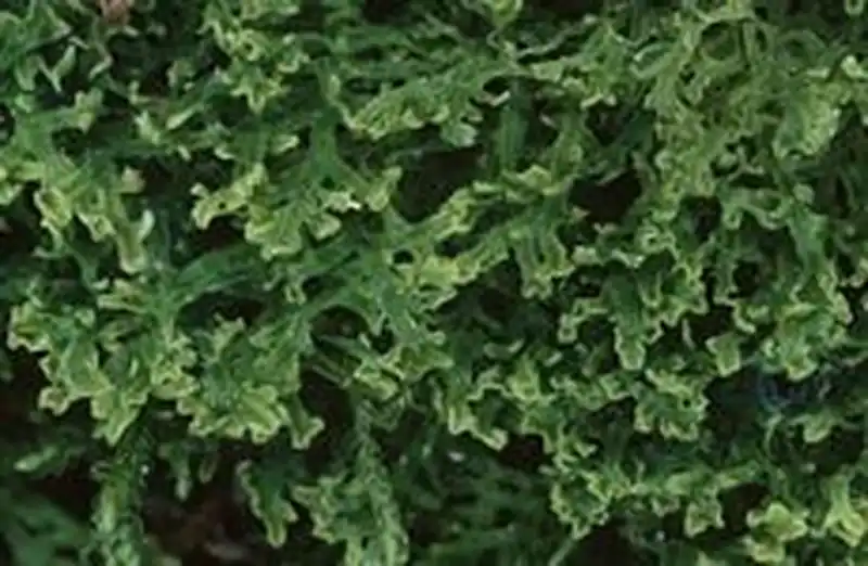 Fotografie Apometzgeria pubescens (Schrank) Kuwah.