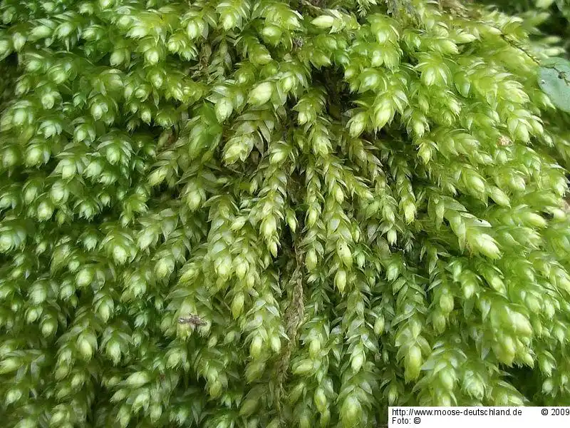 Fotografie Plagiothecium cavifolium (Brid.) Z.Iwats.