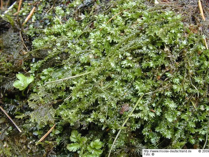 Fotografie Plagiothecium platyphyllum Mönk.