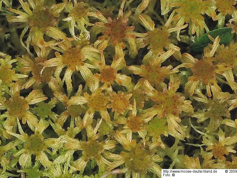 Fotografie Sphagnum angustifolium (C.E.O.Jensen ex Russow) C.E.O.Jensen