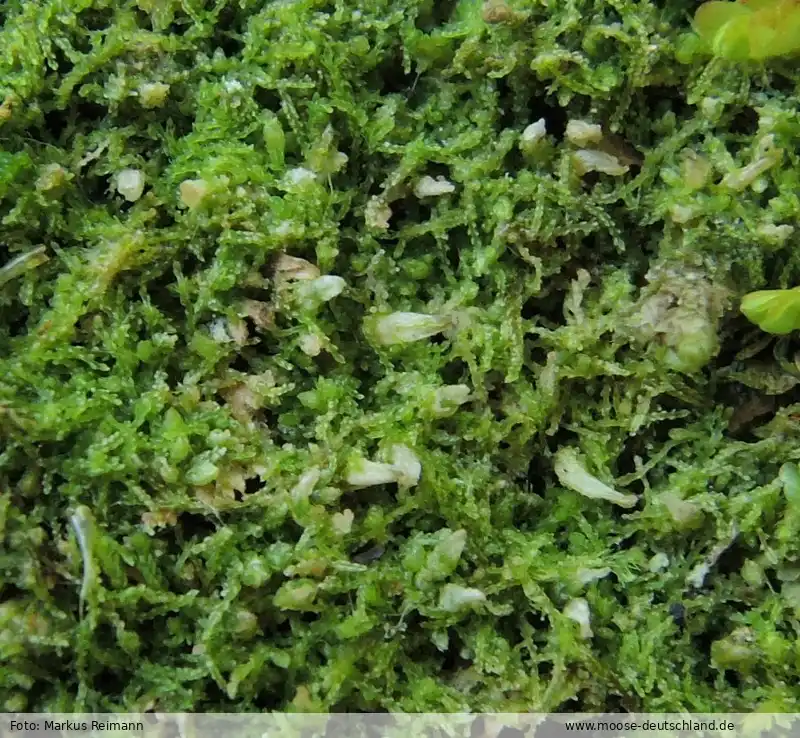 Detailansicht | Foto von Markus Reimann