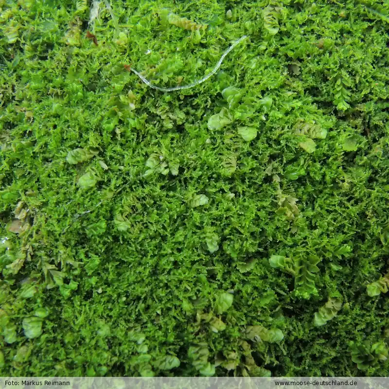 Habitus | Foto von Markus Reimann