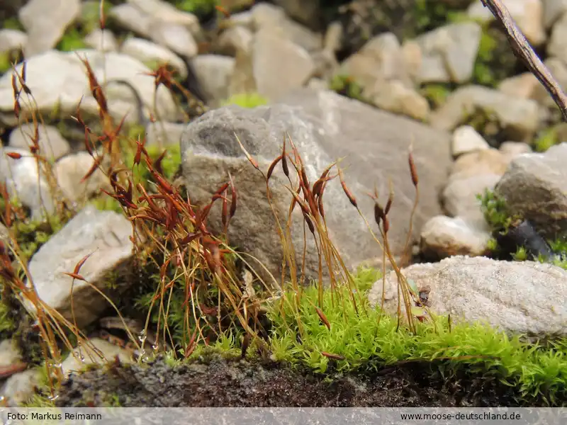 Habitus | Foto von Markus Reimann