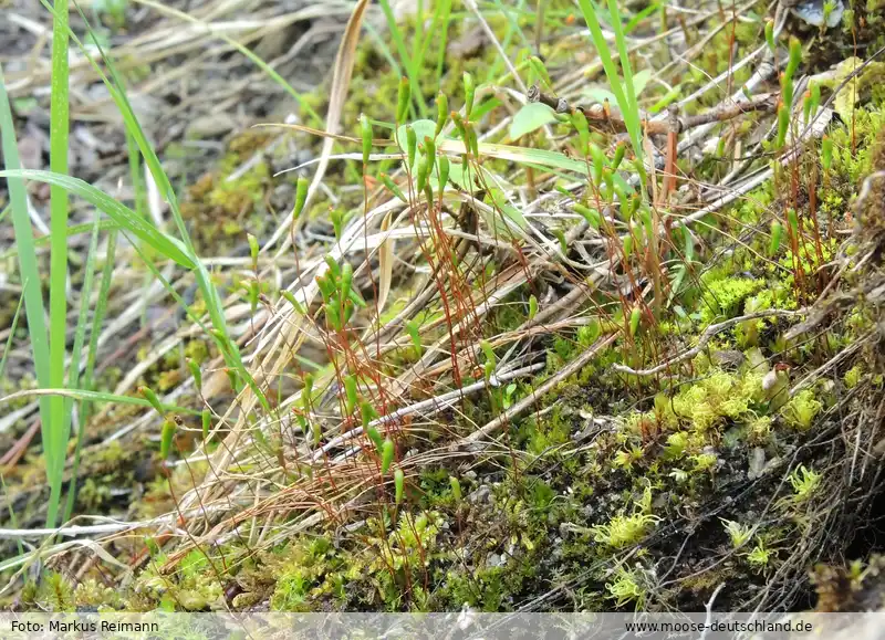 Fotografie Amblyodon dealbatus (Hedw.) P. Beauv.