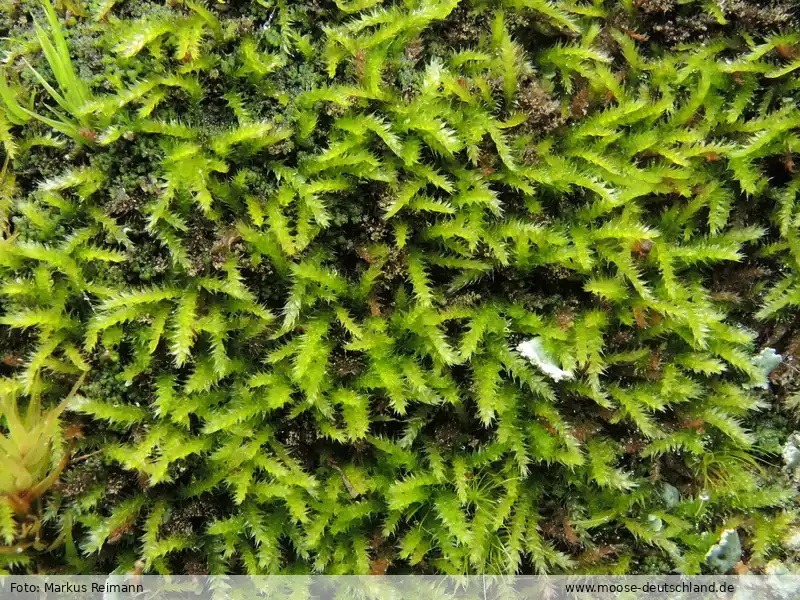 Habitus | Foto von Markus Reimann
