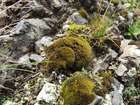 Grimmia elongata Kaulf.