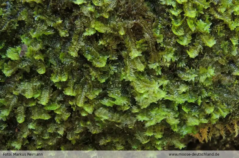 Fotografie Diplophyllum albicans (L.) Dumort.