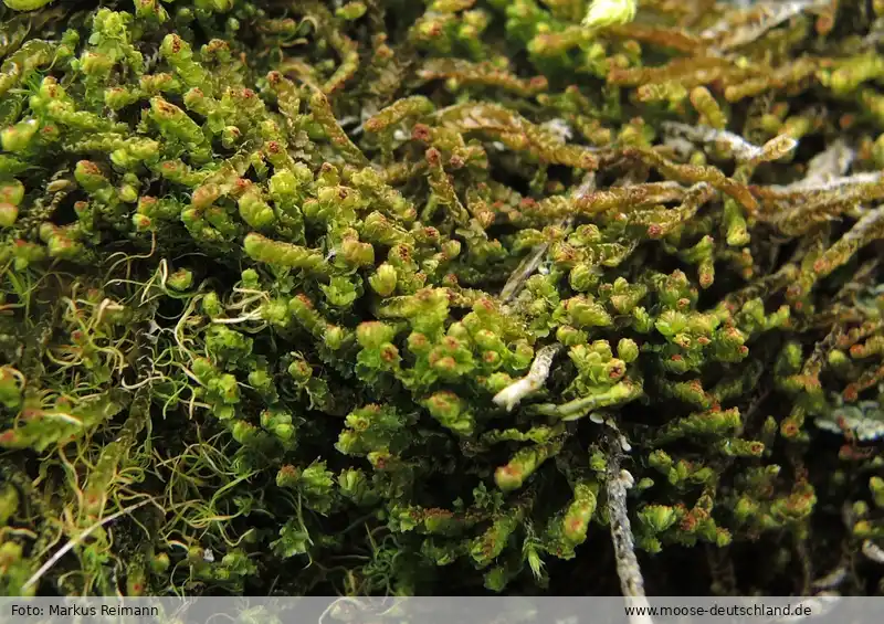 Fotografie Barbilophozia hatcheri (A.Evans) Loeske