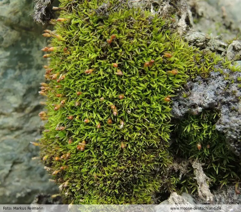 Fotografie Amphidium lapponicum (Hedw.) Schimp.