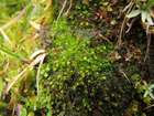 Nardia geoscyphus (De Not.) Lindb.
