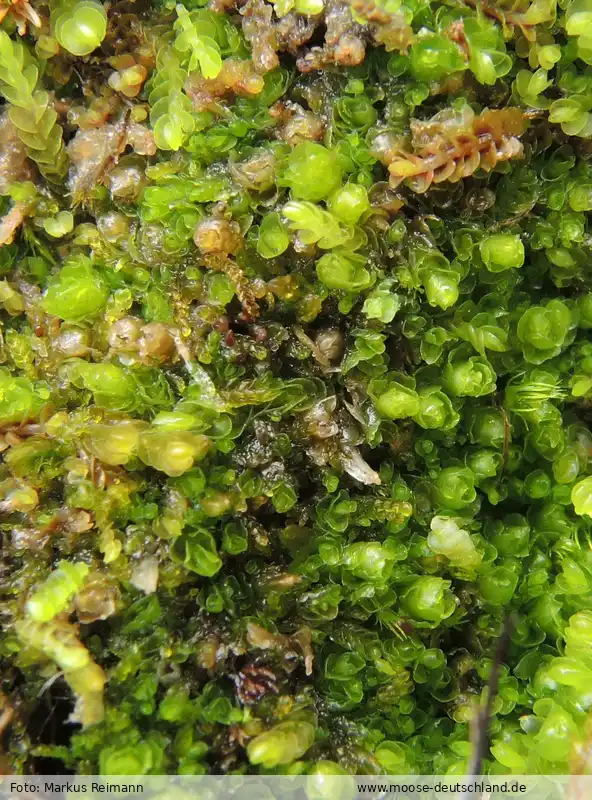 Habitus | Foto von Markus Reimann