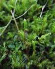 Amblyodon dealbatus (Hedw.) P. Beauv.