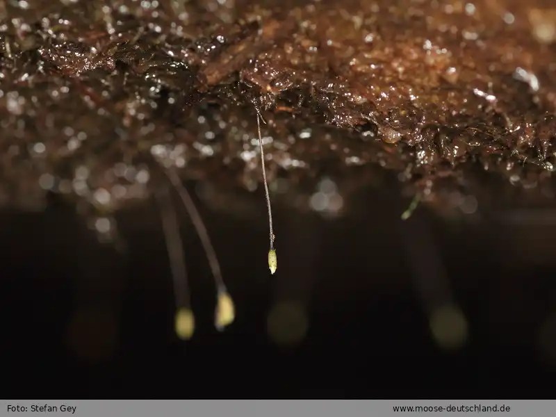 Habitus | Foto von Stefan Gey