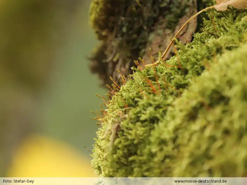 Habitus | Foto von Stefan Gey