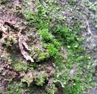 Rhabdoweisia crispata (Dicks.) Lindb.