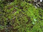 Bryoerythrophyllum rubrum (Jur. ex Geh.) P.C.Chen