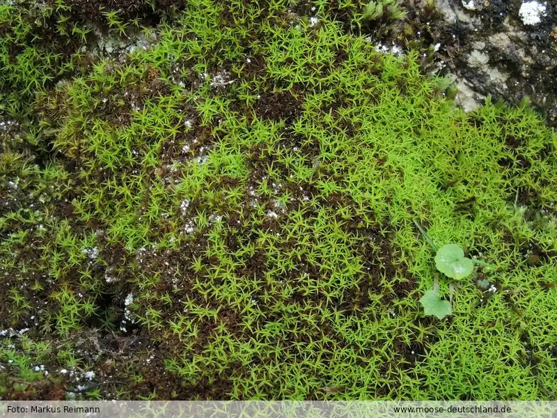 Fotografie Bryoerythrophyllum rubrum (Jur. ex Geh.) P.C.Chen