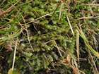 Scapania paludosa (Müll.Frib.) Müll.Frib.