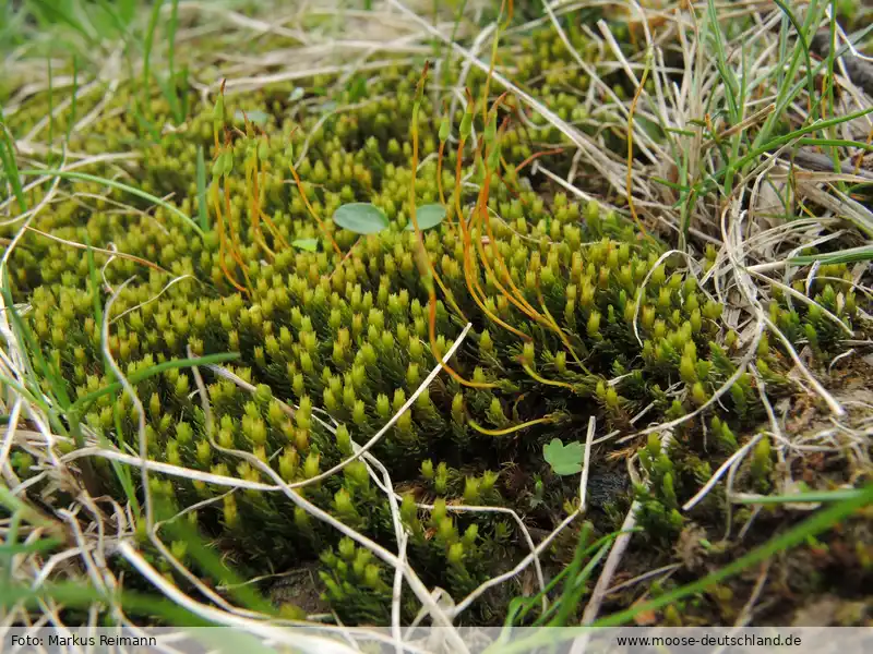 Fotografie Oligotrichum hercynicum (Hedw.) Lam. & DC.