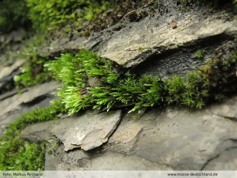 Fotografie Anomobryum bavaricum (Warnst.) Holyoak & Köckinger