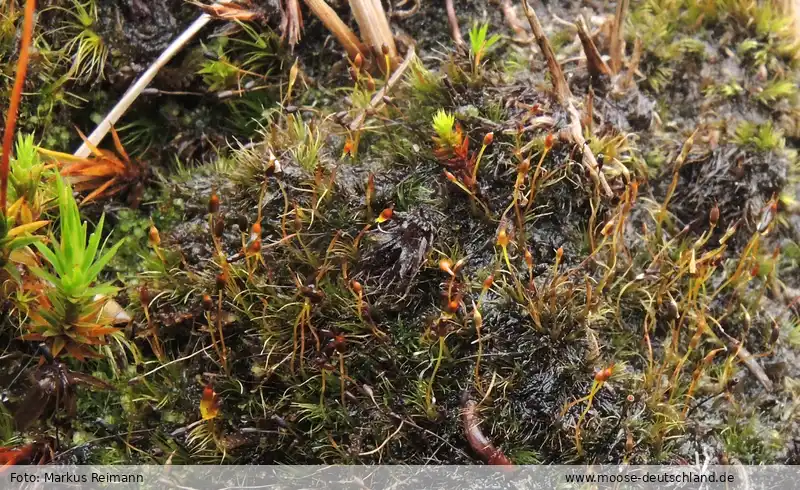 Fotografie Atractylocarpus alpinus (Schimp. ex Milde) Lindb.