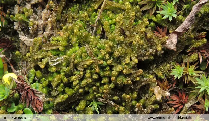 Fotografie Barbilophozia floerkei (F.Weber & D.Mohr) Loeske