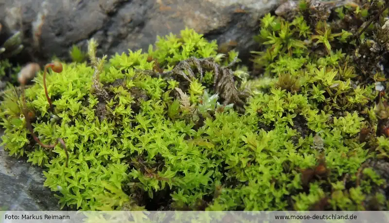 Fotografie Barbula convoluta Hedw. var. convoluta