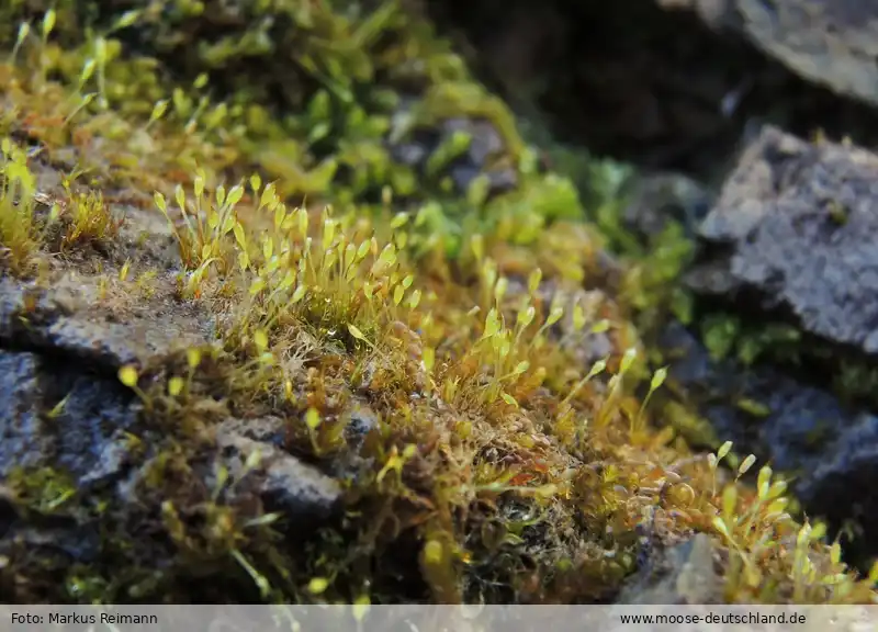 Fotografie Brachydontium trichodes (F.Weber) Milde