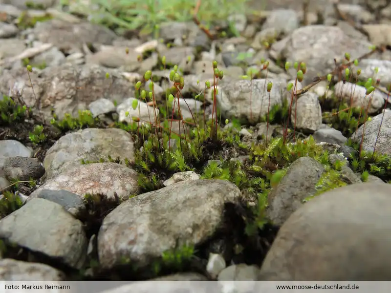 Habitus | Foto von Markus Reimann