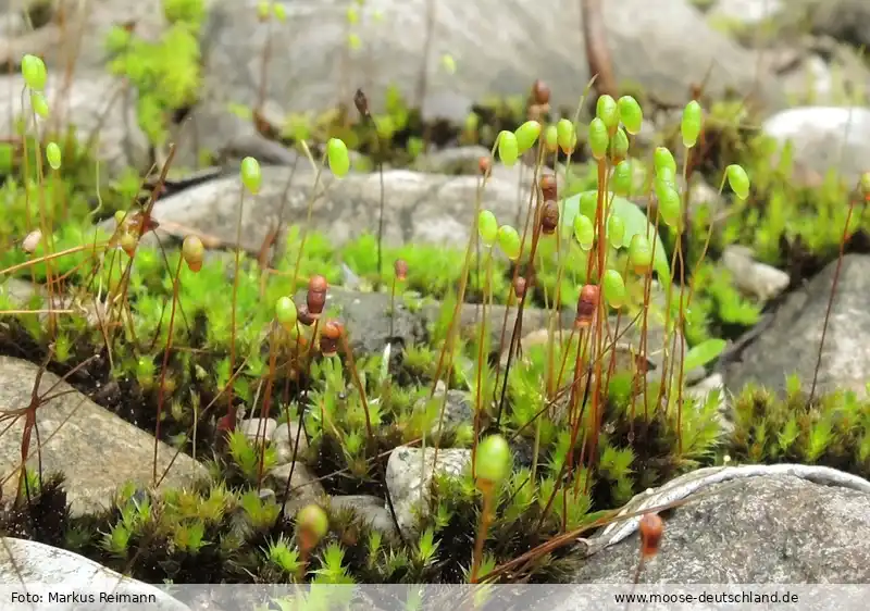 Fotografie Bryum versicolor A.Braun ex Bruch & Schimp.