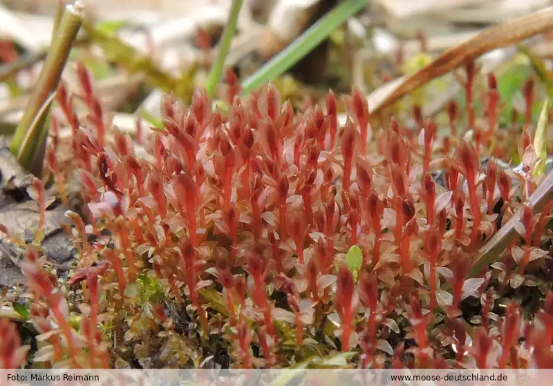 Fotografie Bryum weigelii Spreng.