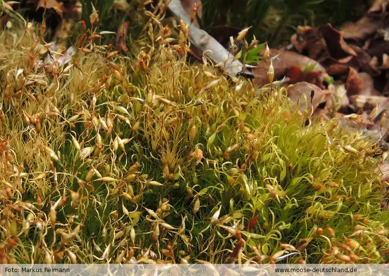 Fotografie Campylopus pyriformis (Schultz) Brid.