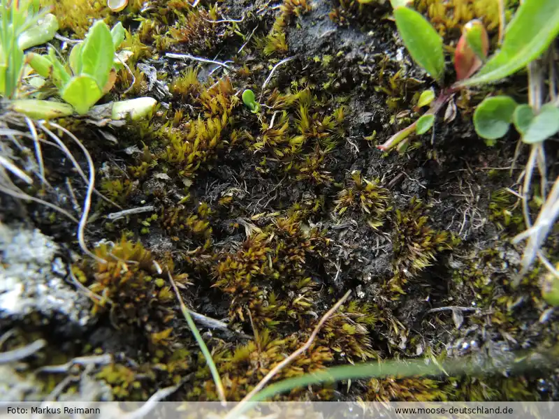 Fotografie Campylopus subulatus var. schimperi (Milde) Husn.