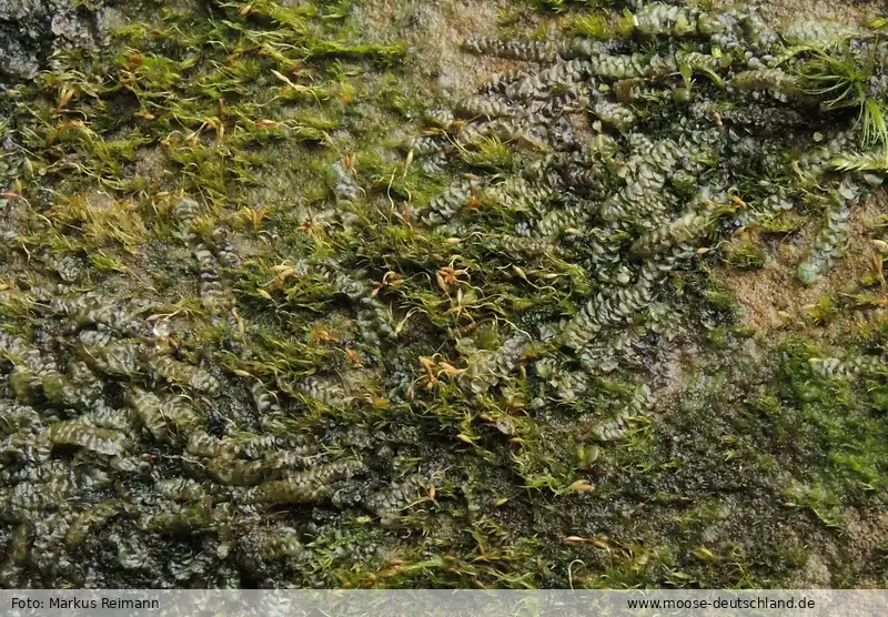 Habitus | Foto von Markus Reimann