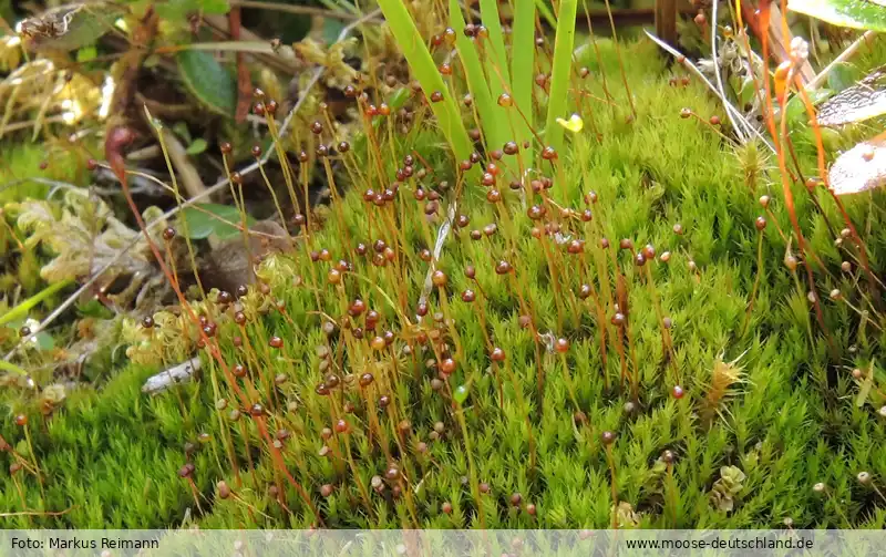 Fotografie Catoscopium nigritum (Hedw.) Brid.