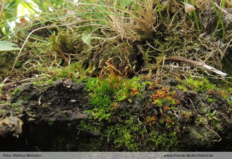 Fotografie Desmatodon laureri (Schultz) Bruch & Schimp.