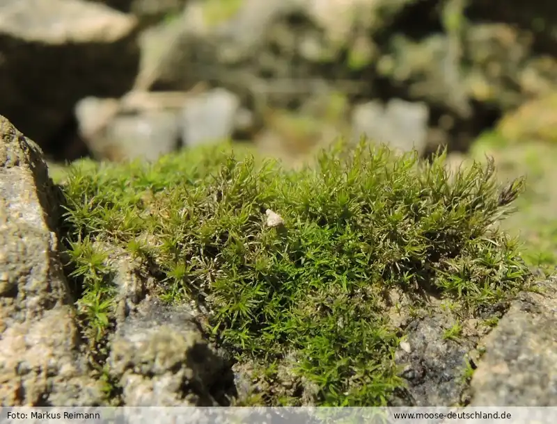 Fotografie Didymodon validus Limpr.