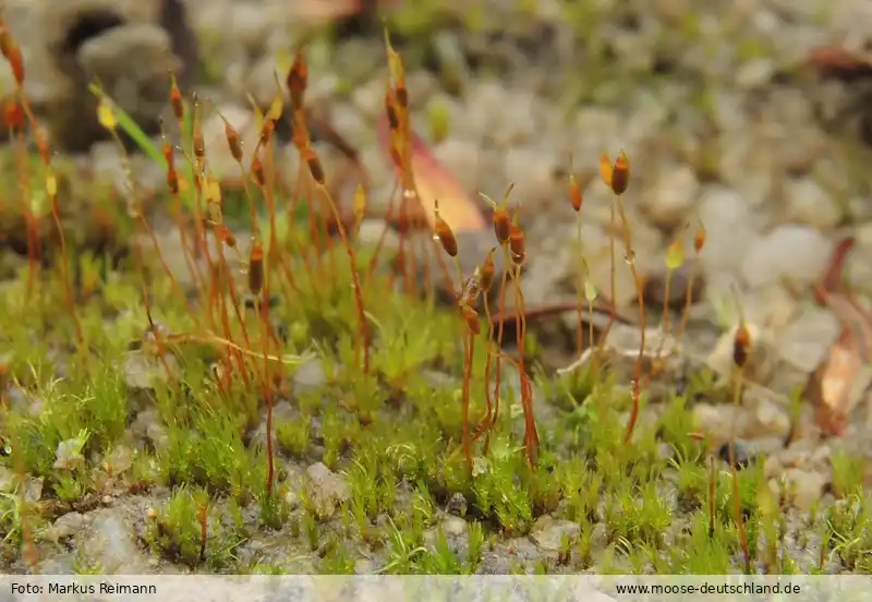 Habitus | Foto von Markus Reimann