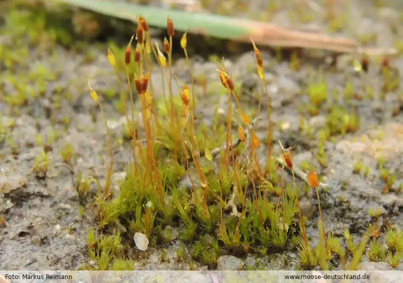 Habitus | Foto von Markus Reimann