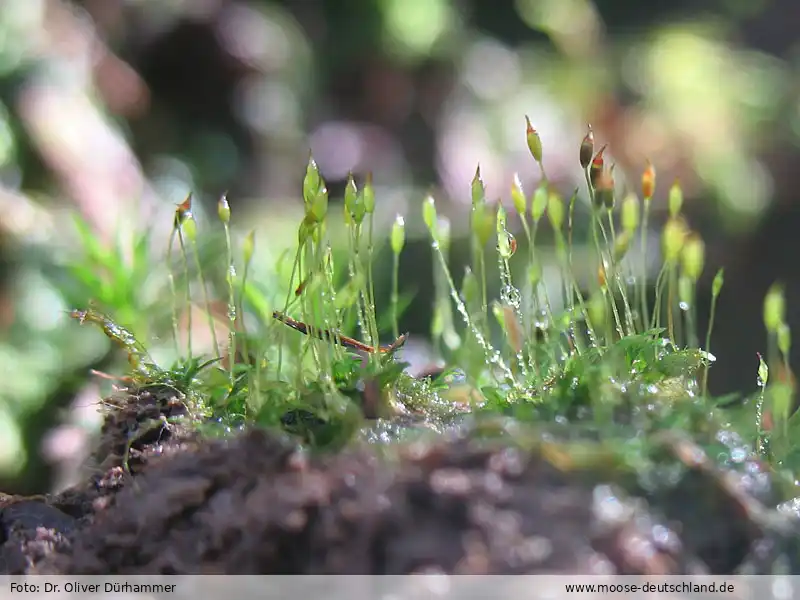 Habitus | Foto von Dr. Oliver Dürhammer