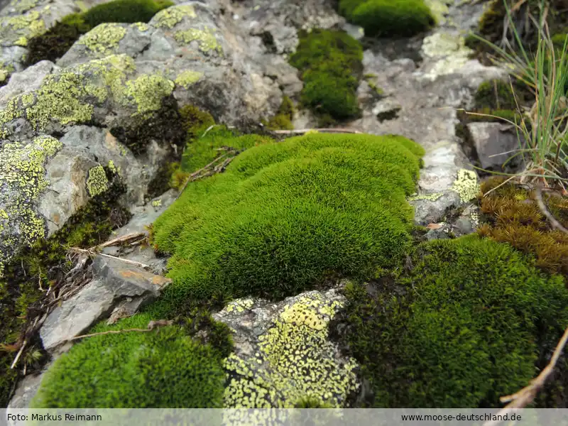 Habitus | Foto von Markus Reimann