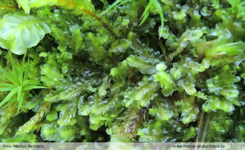 Fotografie Harpanthus flotovianus (Nees) Nees