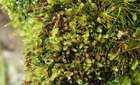 Harpanthus scutatus (F.Weber & D.Mohr) Spruce