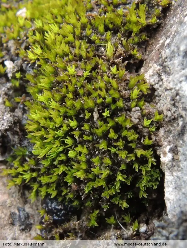 Habitus | Foto von Markus Reimann