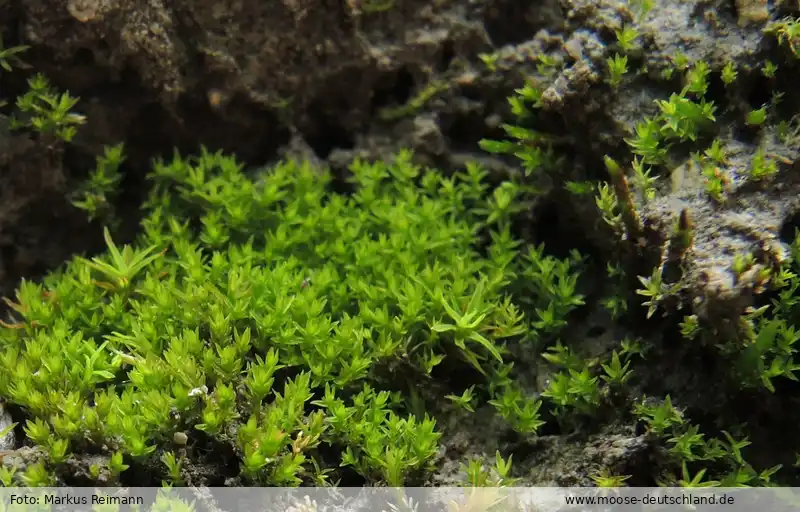 Fotografie Hymenostylium xerophilum Köckinger & Kučera