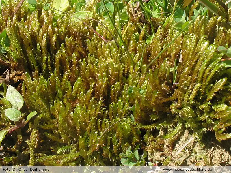 Fotografie Calliergonella lindbergii (Mitt.) Hedenäs